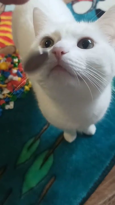 коти #кошка #мультики #мимими #cat #питомцы - YouTube