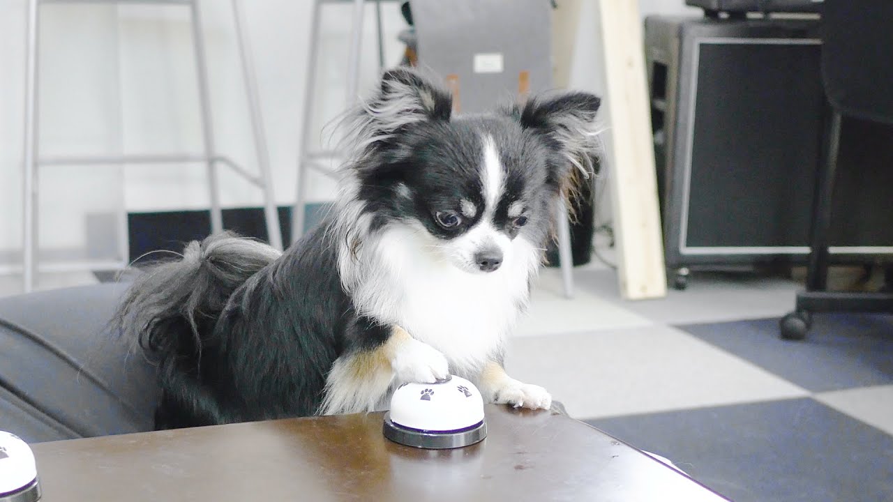 An incredible intelligence showdown between a Border Collie and a