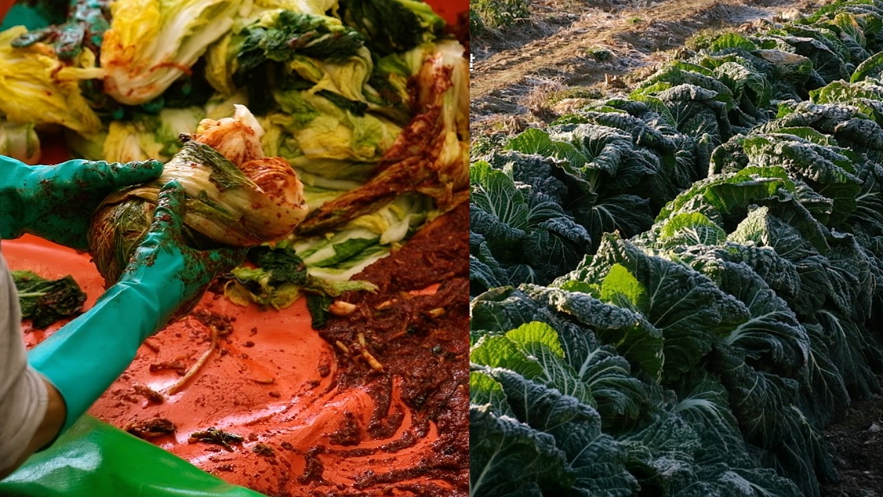 김장날엔 역시 보쌈! 배추 뽑고 김치 담그는 겨울날｜김밥부터 겉절이· 랍스터까지 잘먹어요