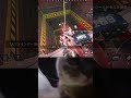#cat #cats #cute #cutecat #apex #apexlegends #chipichipi #chipichipichapachapa #エーペックス #エーペックスレジェンズ