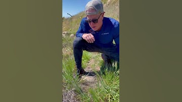 An amazing Rattlesnake encounter