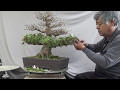 Azalea Bonsai 新日光 SHIN NIKKO trimming.