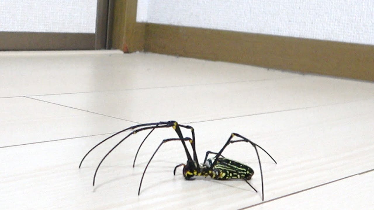 オオジョロウグモを家で放し飼いしてみた Youtube