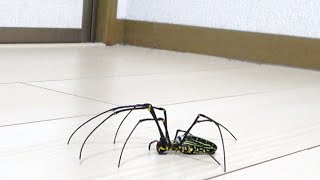 蜘蛛 馬 I let a giant orb spider loose in my house - YouTube
