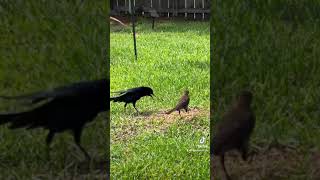 #courtship of the #grackle variety…. He is a beautiful male & she is just not interested LOL!!!