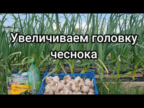 Как увеличить головку чеснока