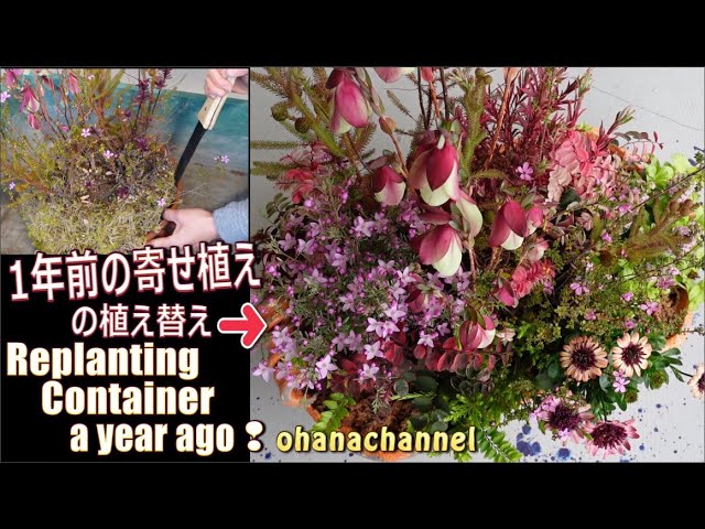 Replanting Container a year ago❕Part 1⭐ - YouTube