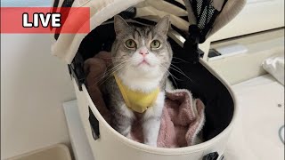 【ご報告】もちの現状と手術期間の出来事について。