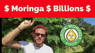 How Does Moringa Make Billions? The World’s MOST Useful & Profitable Cash Crop