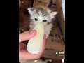KITTY! #kittenlove #catshorts #babyshorts
