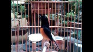 MB Rawa Rontek sabtu pagi.3GP