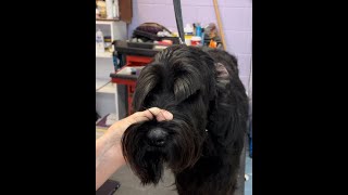 Trimming Schnauzer Eyebrows #1