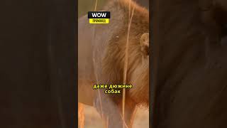 львы самцы тоже воруют пищу #shorts #животные #животныймир
