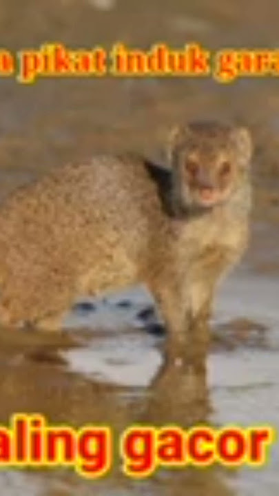 suara anak Garangan