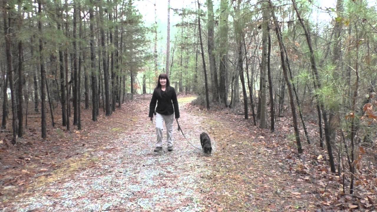 Kona, Boykin Spaniel, Board and Maintain Training: Lake Lanier Walk and Play Ball (12-31-2015)