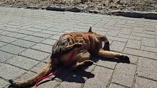Abyssinian Cat Enjoying The Sun