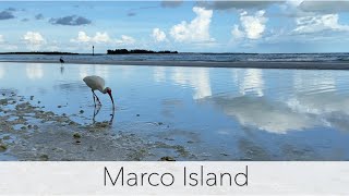 Looking for Florida sea shells. My not so secret low tide shelling spot delivers once again!