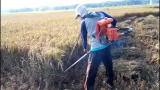 ngarit padi pakai mesin potong rumput enjoy