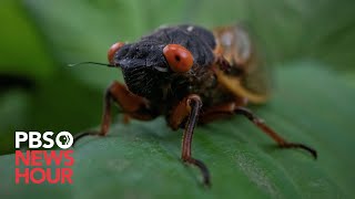 WATCH: Brood X cicadas have arrived! Here's everything you need to know