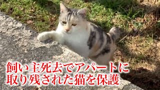 飼い主死去によりアパート外に置き去りにされた猫を保護しました