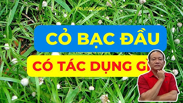 Cây Cỏ Bạc Đầu Có Tác Dụng Chữa Trị Bệnh Gì | Cỏ Bạc Đầu Chữa Ho Viêm Họng Viêm Phế Quản