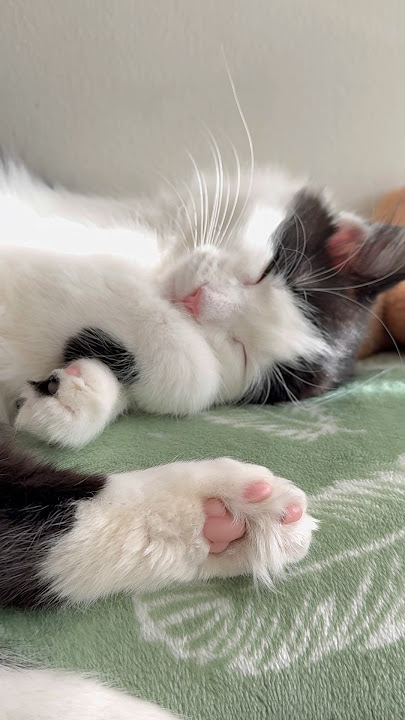 💕Little Hila #kittenlove #catlovers #kittens #cattiktok #cats