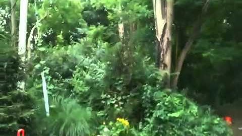 Removing Large Locust Tree