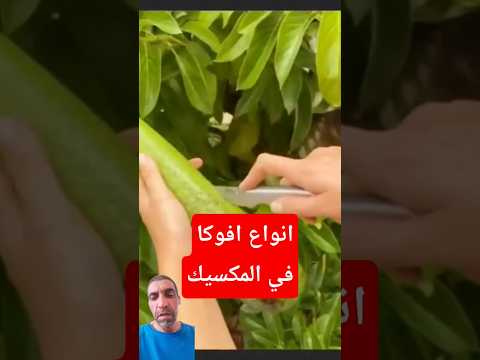 ستة انواع افوكا في المكسيك المغامر مكسيك