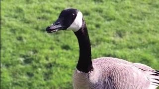 I Was Within Inches From A Canadian Goose!