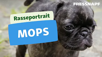 Ist ein Mops für Anfänger geeignet?