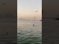 سبحت لله في العش الطيور من اجمل بلاد العالم