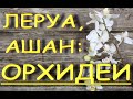 Леруа:ЗАВОЗ чудесных ОРХИДЕЙ (Брайт Мая,Попугай и др.),Ашан,28.05.21,ТЦ "Космопорт" (Дыбенко),Самара