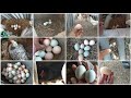 Colhendo ovos em todos os ninhos muitos ovos das galinhas caipira da terra