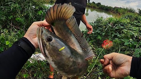 Không Ngờ Nơi Này Cá Lóc To Đến Như Vậy