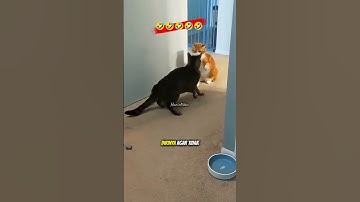 Kucing Usil Seribu Akal Master Prank Berbulu