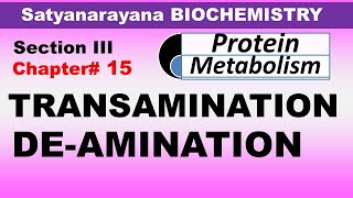 Chp#15 (Part2) Satyanarayana Biochemistry | Transamination & Deamination | Amino Acid Metabolism