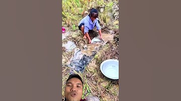 Mô Hình Nuôi Cá Trong Ruộng Lúa #fishing