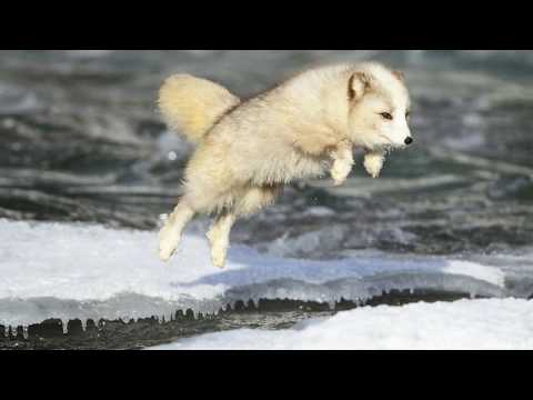 arctic fox, white fox, polar fox, snow fox,  thick warm fur, tundra animal, camouflaged animal,