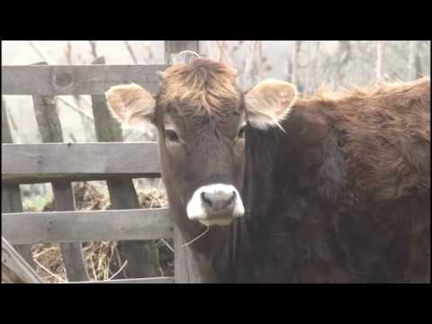 Video: Ջոնսոնի խոտի խոտը օգտակար է կովերի համար: