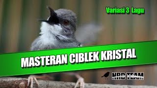 Masteran Ciblek 3 Variasi Lagu