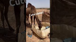 #camel #cute #like #subscribe #animals #morocco