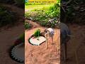 Secret trap to catch parrots😯 #easybirdtrap #birdtrap #funny #ফাঁদ #howtocatchbirds