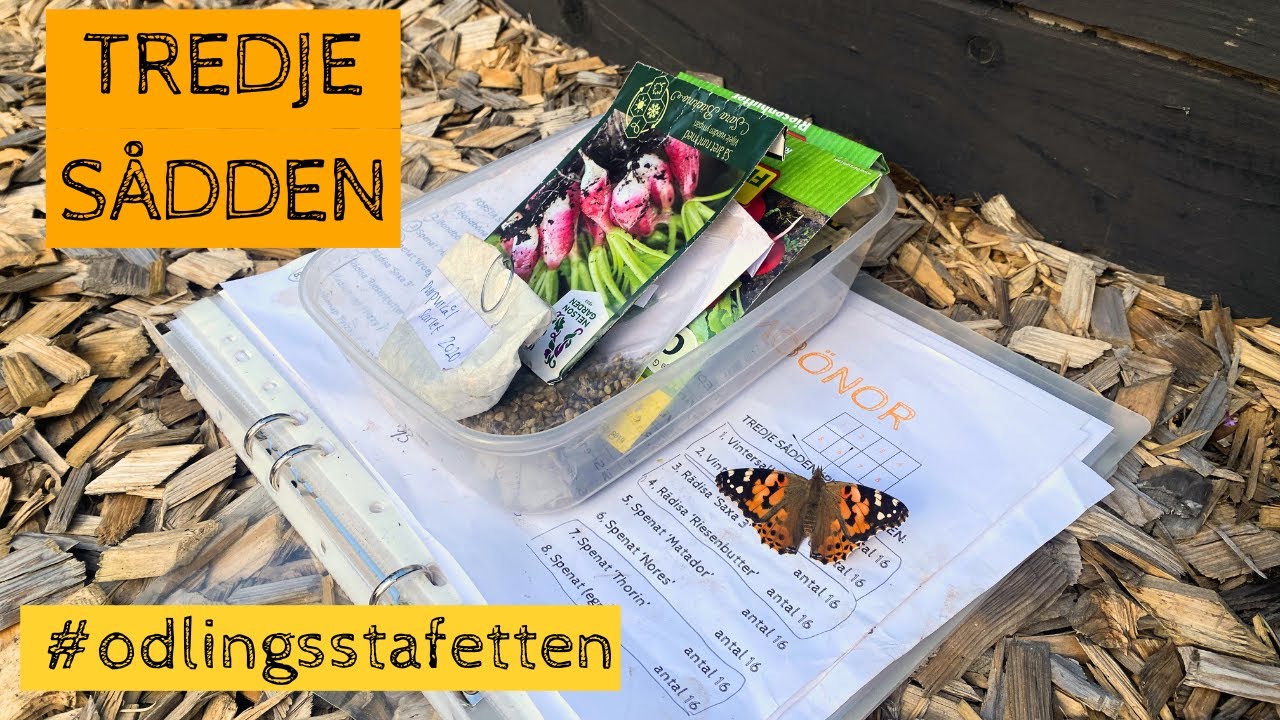 Tredje sådden i #odlingsstafetten - Nu förodlar jag i pluggbrätte för utplantering om några veckor