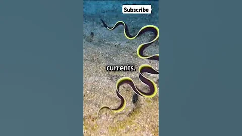 The Fascinating Life of the  Electric Ribbon Eel