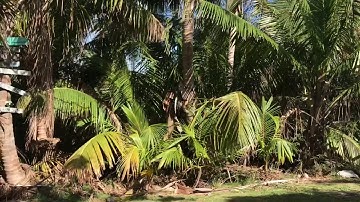 the abacos - hope town