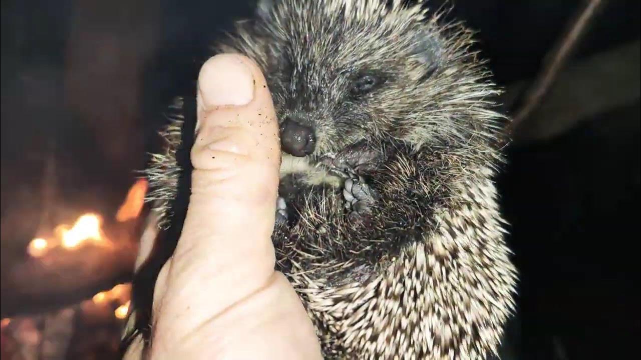 Иголки ежа. День ежика 7 сентября. Семейка ежиков. Дикий еж. Еж с ежатами в лесу.