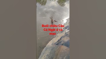 #Buổi Chiều Câu Cá Ngát ở cà mau #Na Hồng cà mau