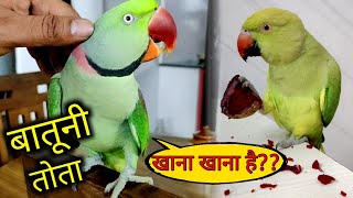 Pablo Batuni Parrot Nahi Mitthi ko Bolna shikha raha Hai