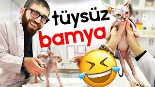 DOLANDIRILDIK!  Bize kedi dediler! | nikita  dzeko  katmer  çolak  çapo  mina