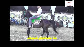 خيل عربى اصيل على المزمار البلدى من فرحة عادل سامى.